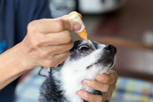 狗狗有眼屎怎么辦？