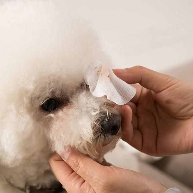 狗狗有眼屎怎么辦？