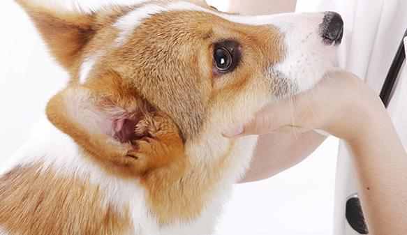 狗狗有眼屎怎么辦？