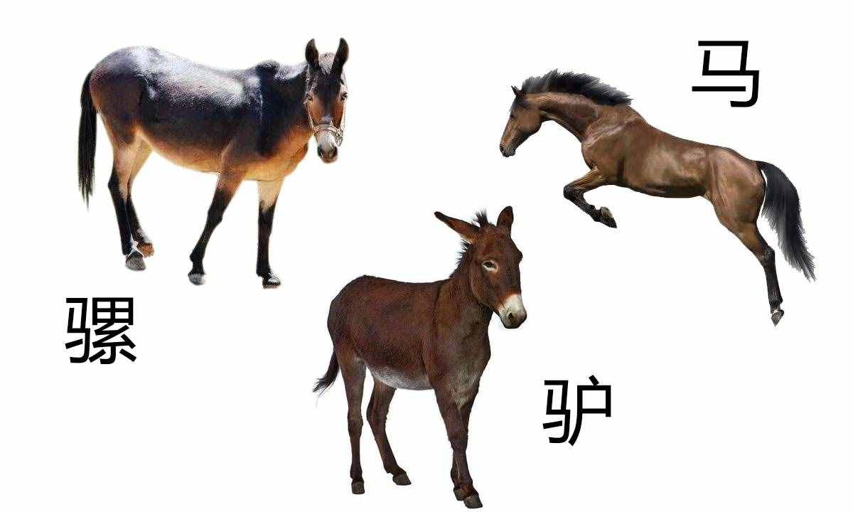 如何區(qū)分馬、騾子和驢？它們之間存在哪些差異？