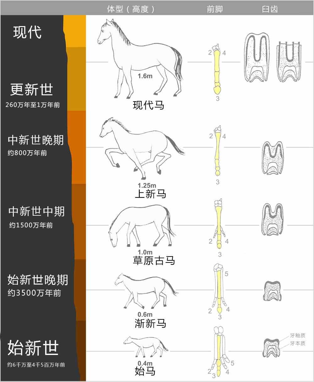 如何區(qū)分馬、騾子和驢？它們之間存在哪些差異？