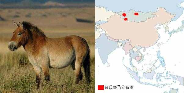 如何區(qū)分馬、騾子和驢？它們之間存在哪些差異？