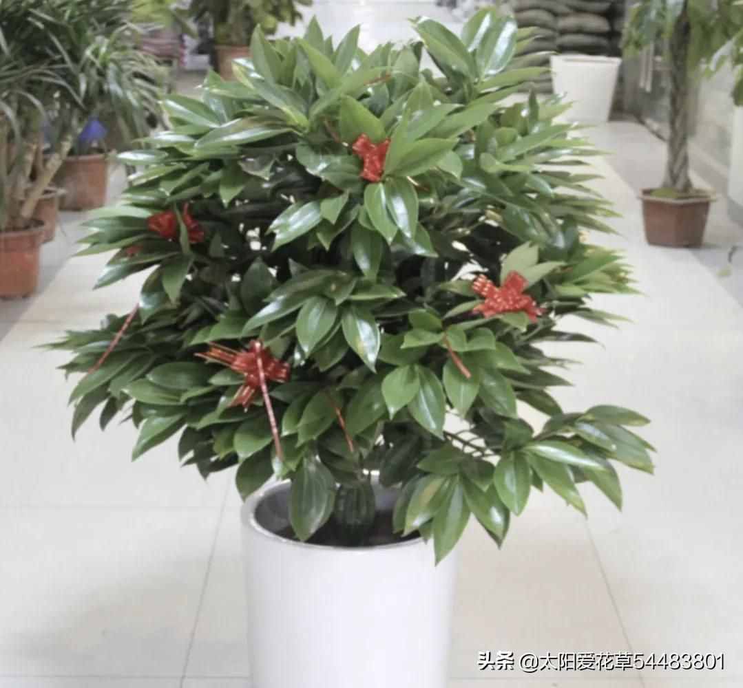 情人節(jié)，5種花卉適合送給喜歡的人，你會(huì)送哪一種花？