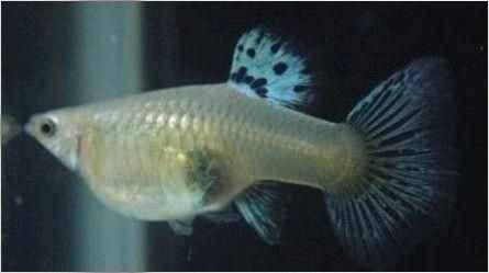 孔雀魚的繁殖要點一定是順其自然，但是細節(jié)很重要！