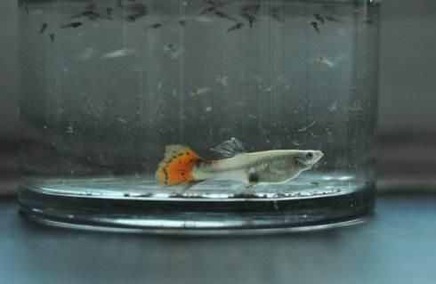 孔雀魚的繁殖要點一定是順其自然，但是細節(jié)很重要！