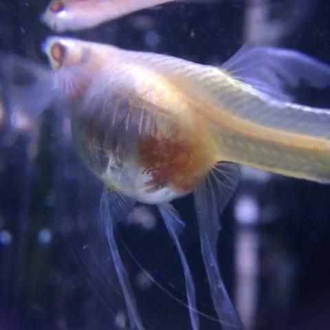 孔雀魚的繁殖要點一定是順其自然，但是細節(jié)很重要！