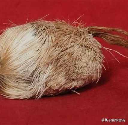 到底什么是麝香？為何如此名貴？