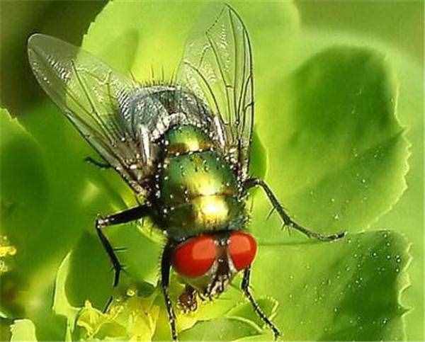 蒼蠅屎是什么 吃蒼蠅會(huì)有什么后果