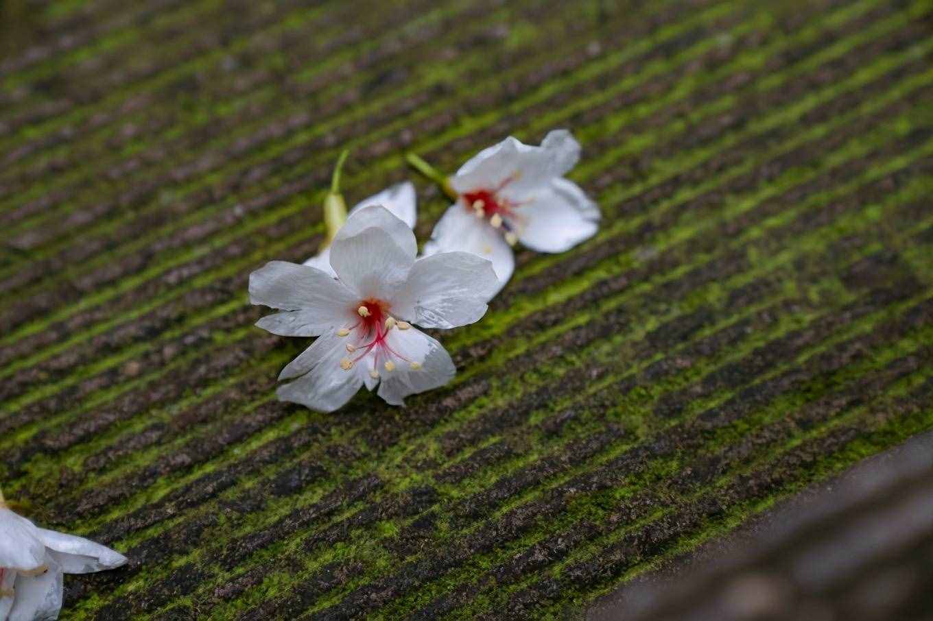 1天之內(nèi)如何游玩雁蕩山最精華的景區(qū)，這篇攻略你一定要收好