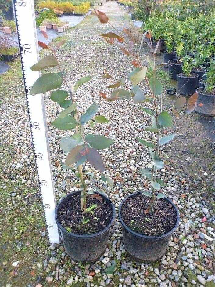 小清新的尤加利盆栽就是桉樹，被稱為“抽水機(jī)”，為啥還有人養(yǎng)