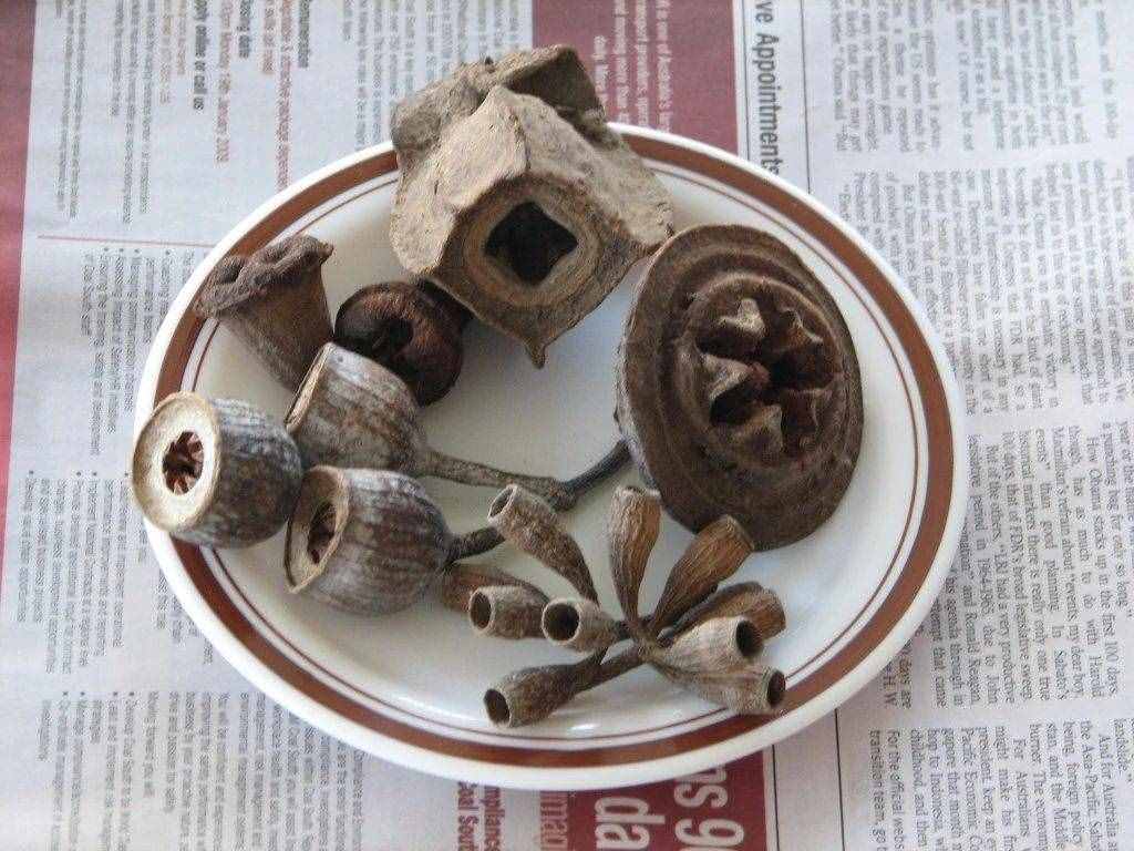 小清新的尤加利盆栽就是桉樹，被稱為“抽水機(jī)”，為啥還有人養(yǎng)