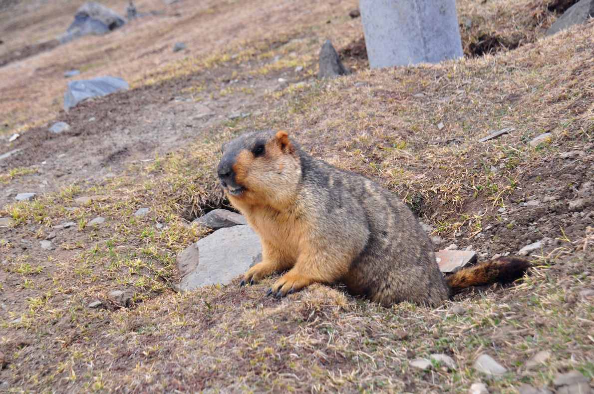 最奇葩的3種冬眠動物，旱獺最能睡，一年能睡8個月