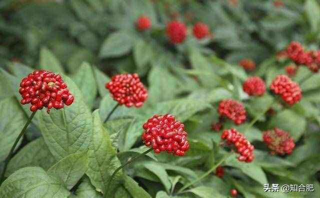 我國(guó)公認(rèn)度最高的“東北三寶”，你知道幾個(gè)？