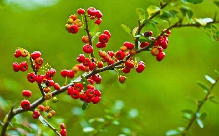 紅果樹長在山上，枝條全是紅果子，看著喜慶能養(yǎng)成盆景