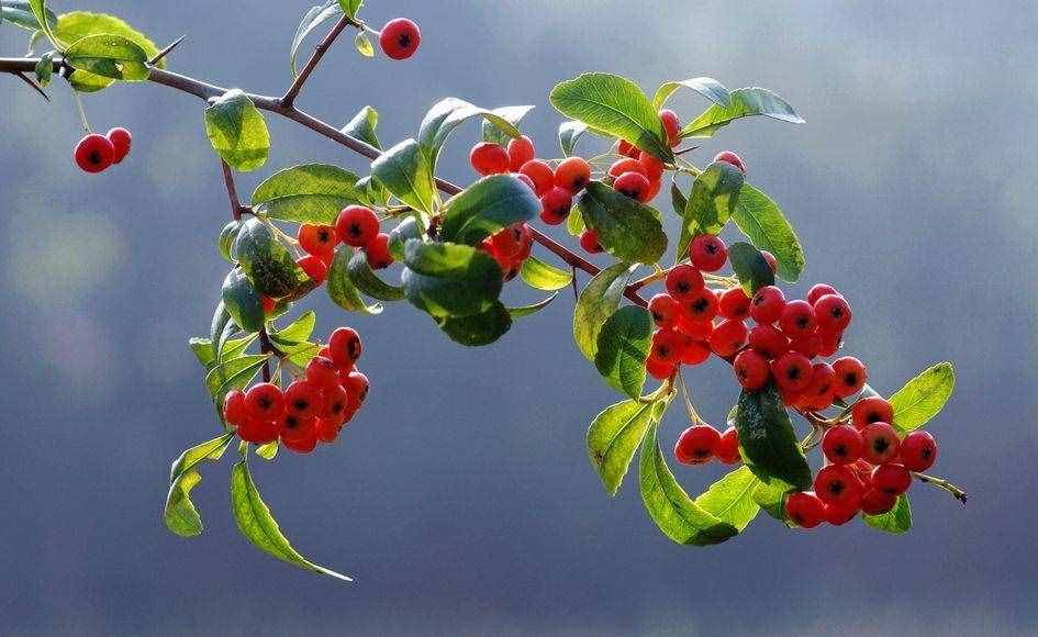 紅果樹長在山上，枝條全是紅果子，看著喜慶能養(yǎng)成盆景