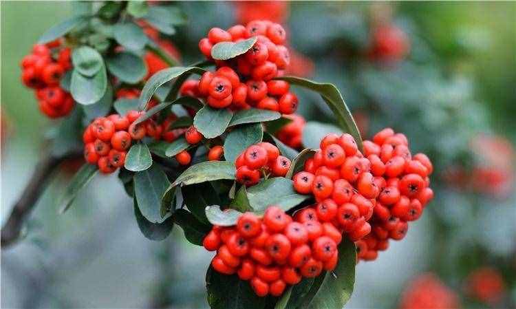 紅果樹長在山上，枝條全是紅果子，看著喜慶能養(yǎng)成盆景