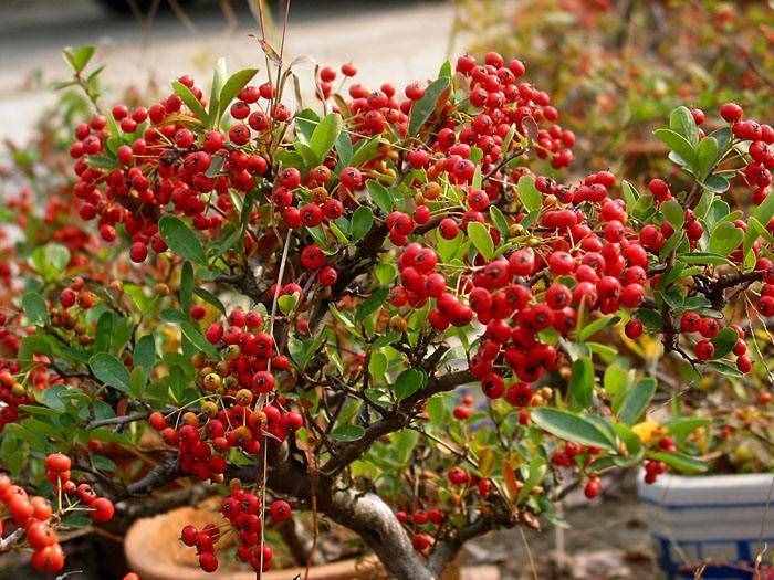 紅果樹長在山上，枝條全是紅果子，看著喜慶能養(yǎng)成盆景