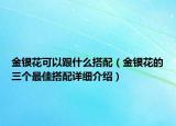 金銀花可以跟什么搭配（金銀花的三個(gè)最佳搭配詳細(xì)介紹）