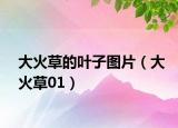 大火草的葉子圖片（大火草01）