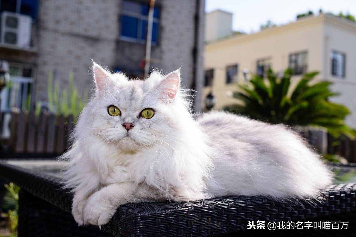 寵物貓的品種及價(jià)格大全，看完后都想買一只回家養(yǎng)