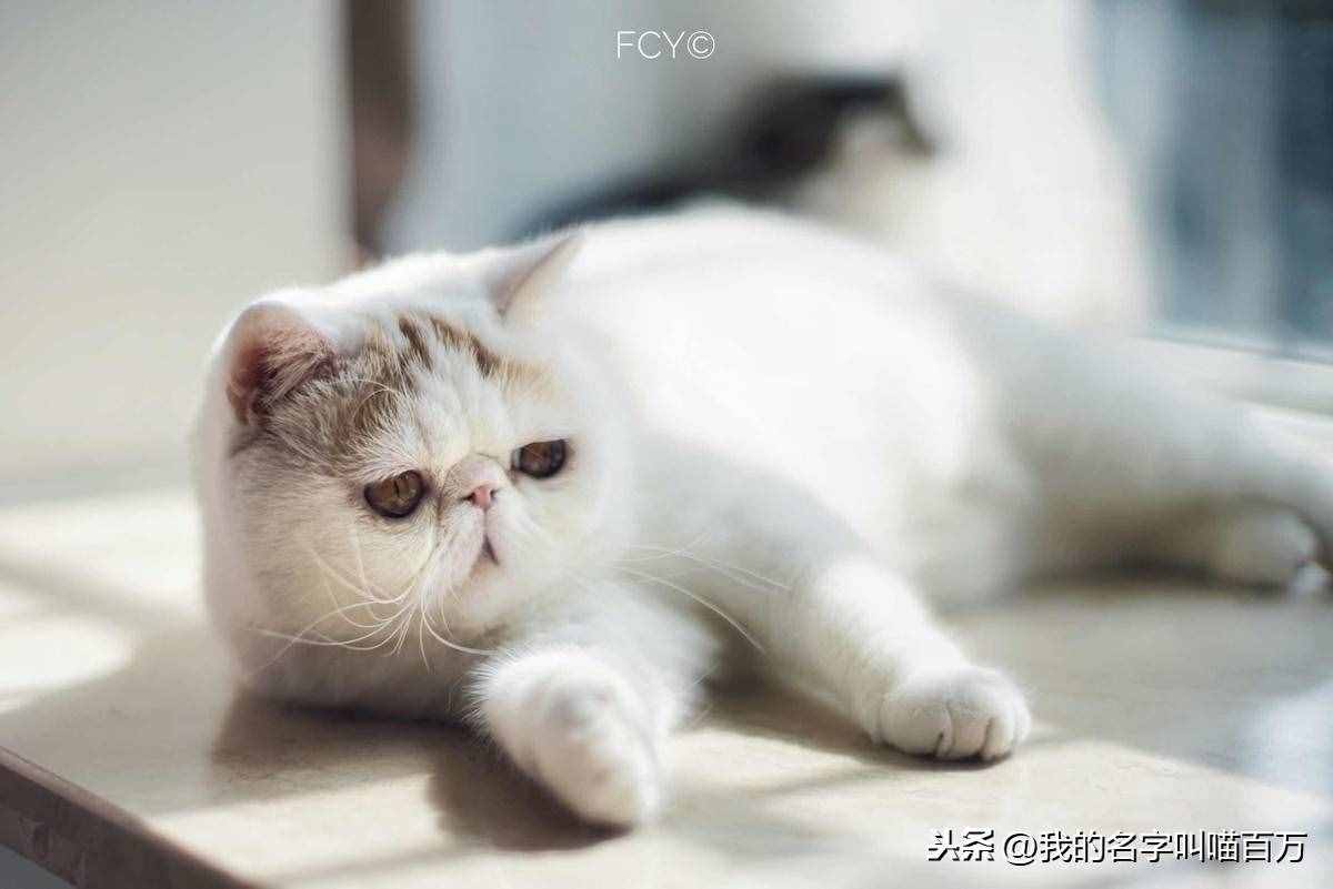 寵物貓的品種及價(jià)格大全，看完后都想買一只回家養(yǎng)