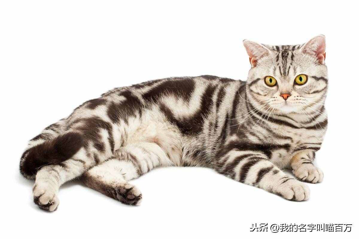 寵物貓的品種及價(jià)格大全，看完后都想買一只回家養(yǎng)