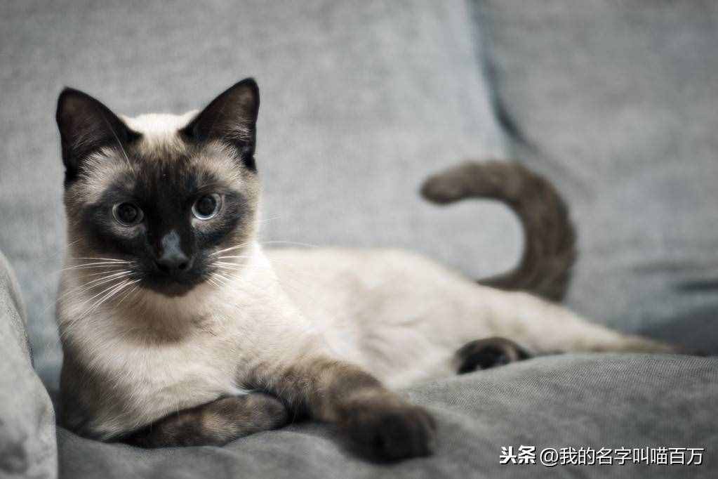 寵物貓的品種及價(jià)格大全，看完后都想買一只回家養(yǎng)