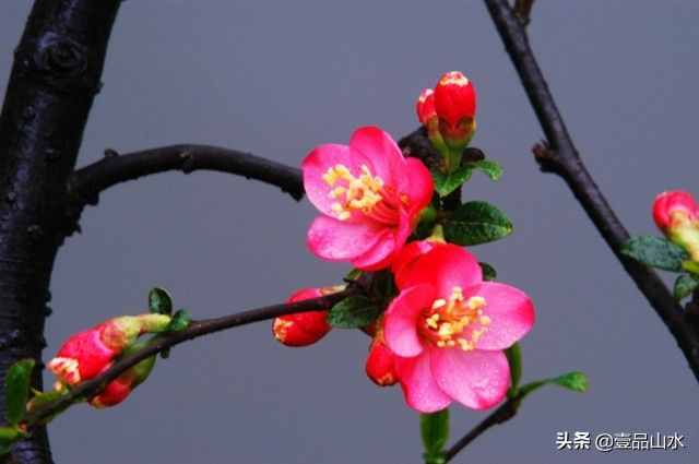 致女神們——愿你芳華自在，笑靨如花