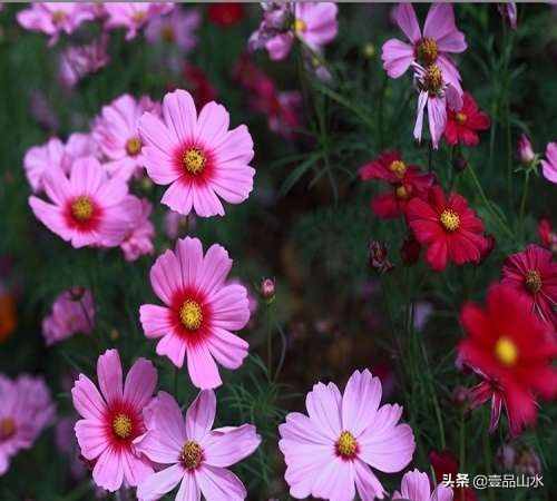 致女神們——愿你芳華自在，笑靨如花