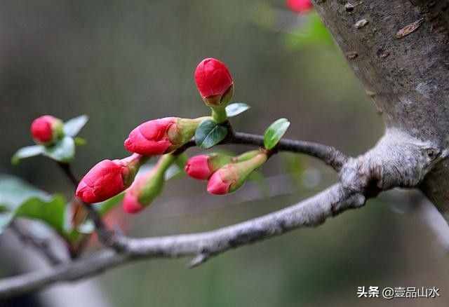 致女神們——愿你芳華自在，笑靨如花