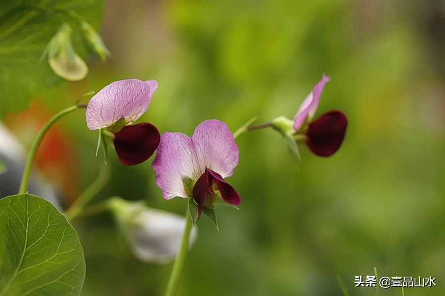 致女神們——愿你芳華自在，笑靨如花