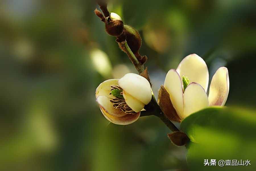 致女神們——愿你芳華自在，笑靨如花
