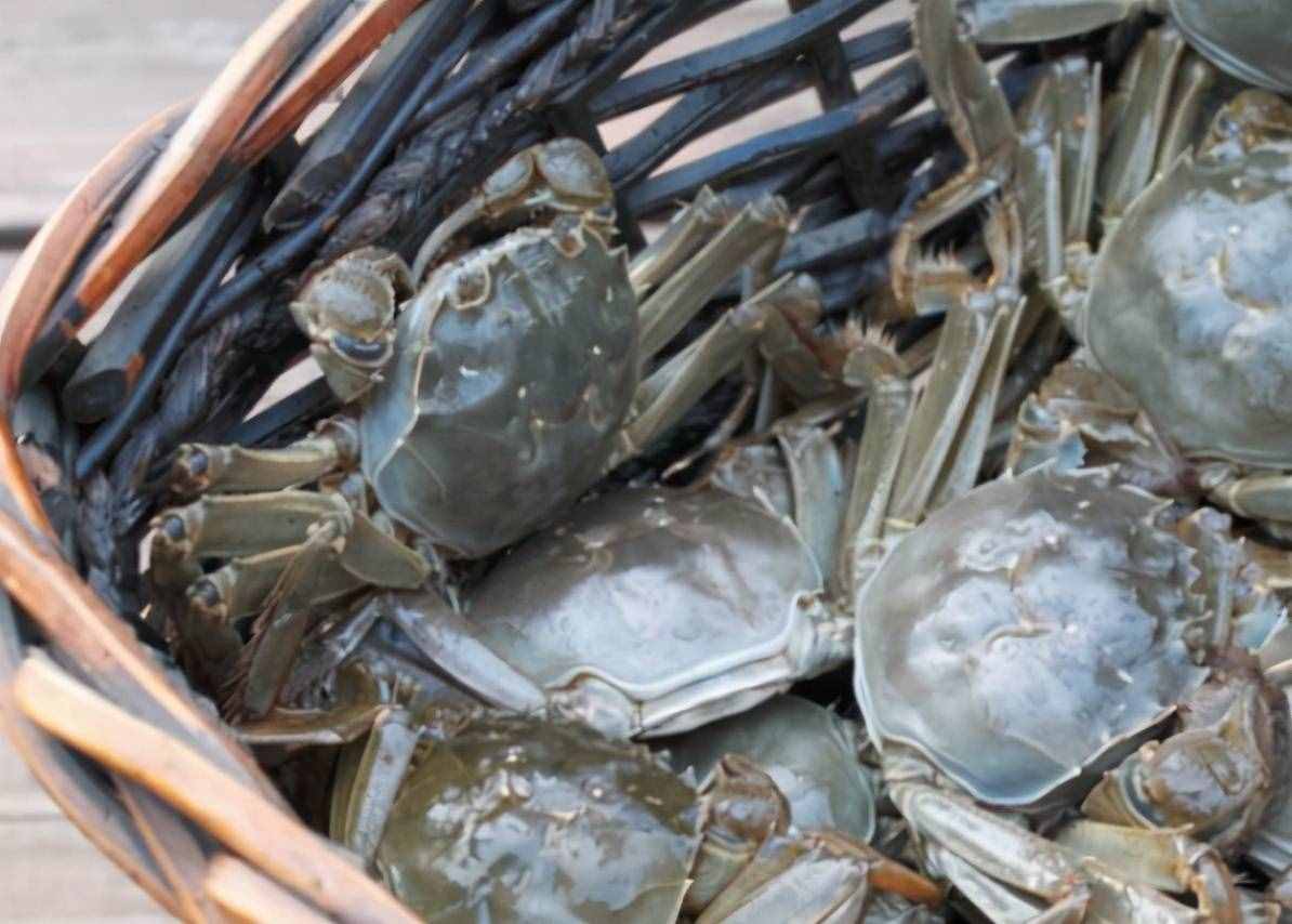 保存螃蟹，不要直接放冰箱！老漁民教你簡單方法，放7天還是活的