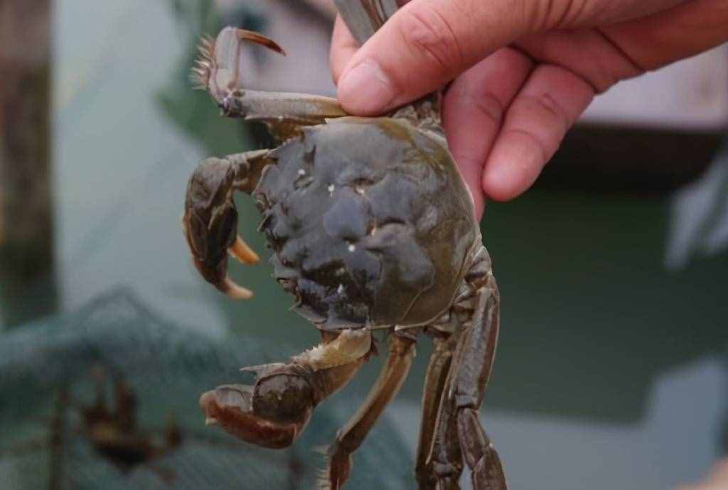 保存螃蟹，不要直接放冰箱！老漁民教你簡單方法，放7天還是活的