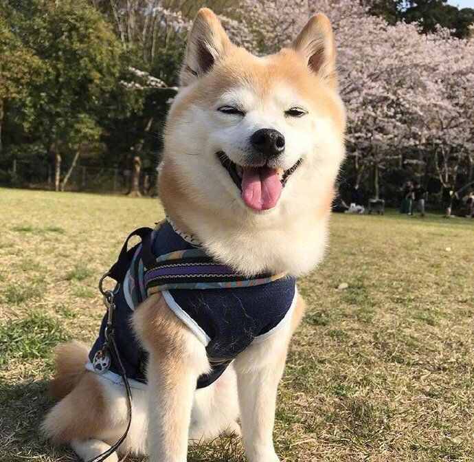 當(dāng)日本人在說(shuō)“可愛(ài)”的時(shí)候究竟想表達(dá)什么？
