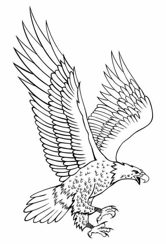 鳥兒的簡筆畫線稿，臨摹學畫