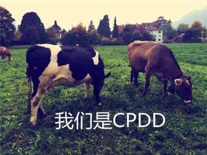 網(wǎng)絡(luò)語(yǔ)cpdd是什么梗啥意思 cpdd出處來(lái)源哪里常見用法介紹