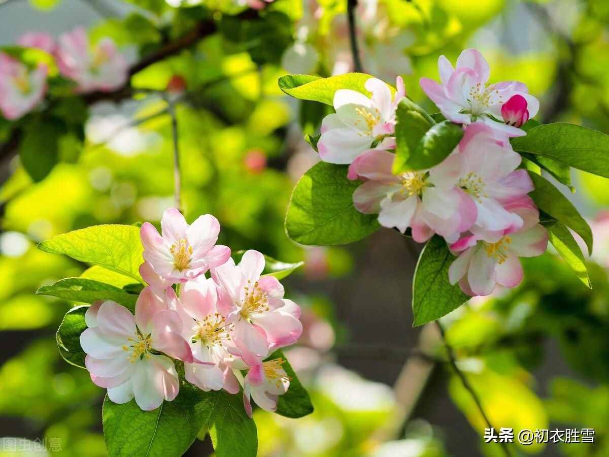 詩里青春，感嘆流年，賞讀詩詞青春五首，青春堂堂去，白發(fā)故故生