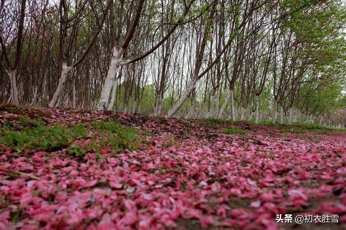 詩里青春，感嘆流年，賞讀詩詞青春五首，青春堂堂去，白發(fā)故故生