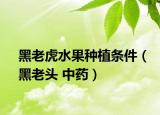 黑老虎水果種植條件（黑老頭 中藥）