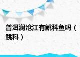 普洱瀾滄江有鮡科魚(yú)嗎（鮡科）