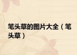 筆頭草的圖片大全（筆頭草）