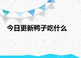今日更新鴨子吃什么