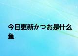 今日更新かつお是什么魚