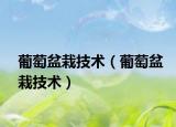 葡萄盆栽技術(shù)（葡萄盆栽技術(shù)）