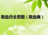 散血丹全草圖（散血藤）