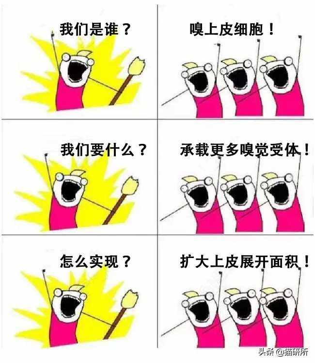 聞了你的腳丫子，貓咪為啥會(huì)張嘴？原因竟是...