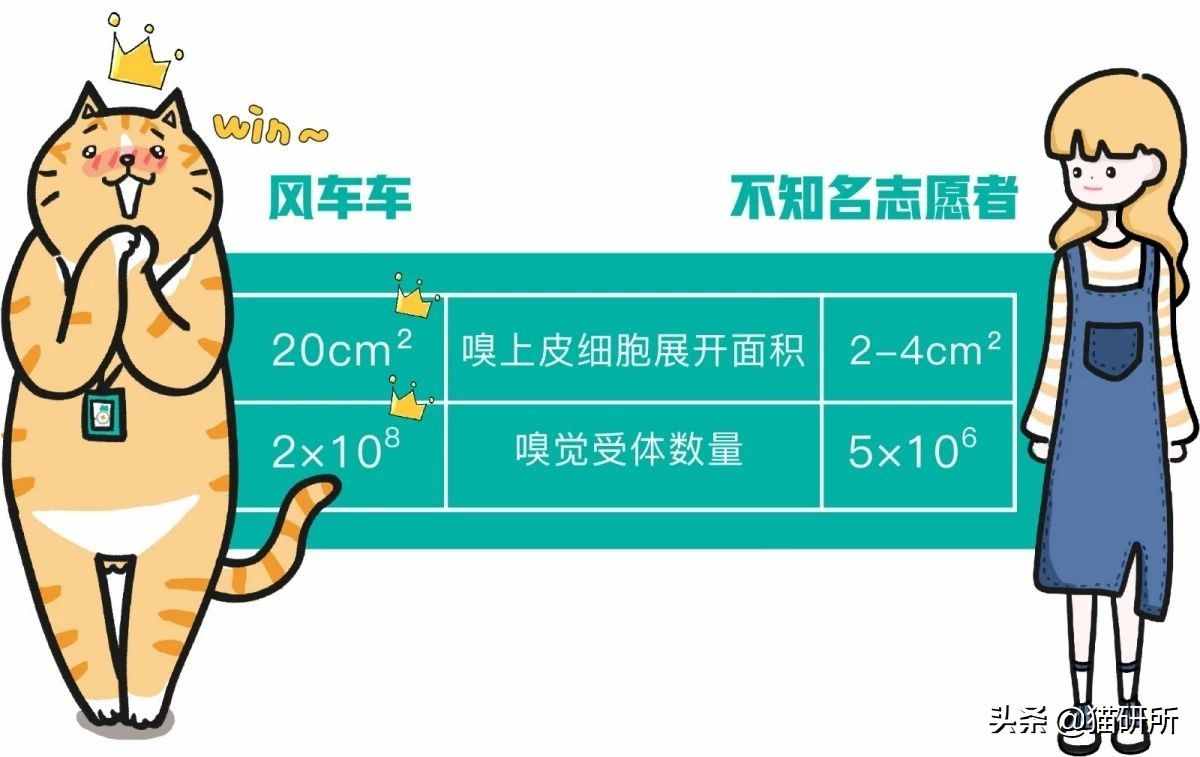聞了你的腳丫子，貓咪為啥會(huì)張嘴？原因竟是...