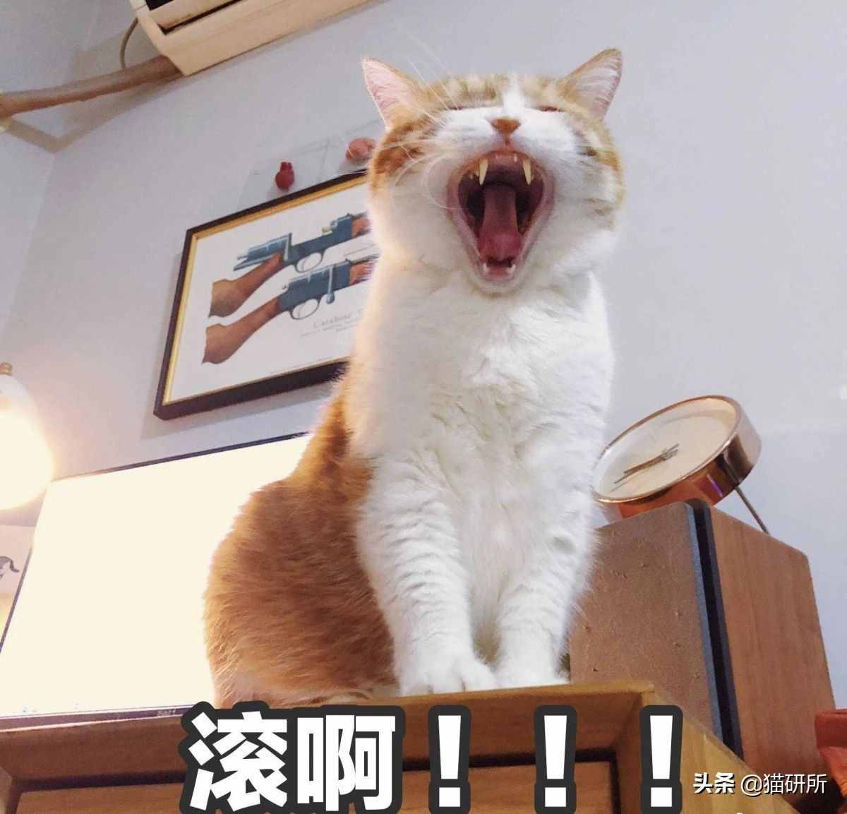 聞了你的腳丫子，貓咪為啥會(huì)張嘴？原因竟是...
