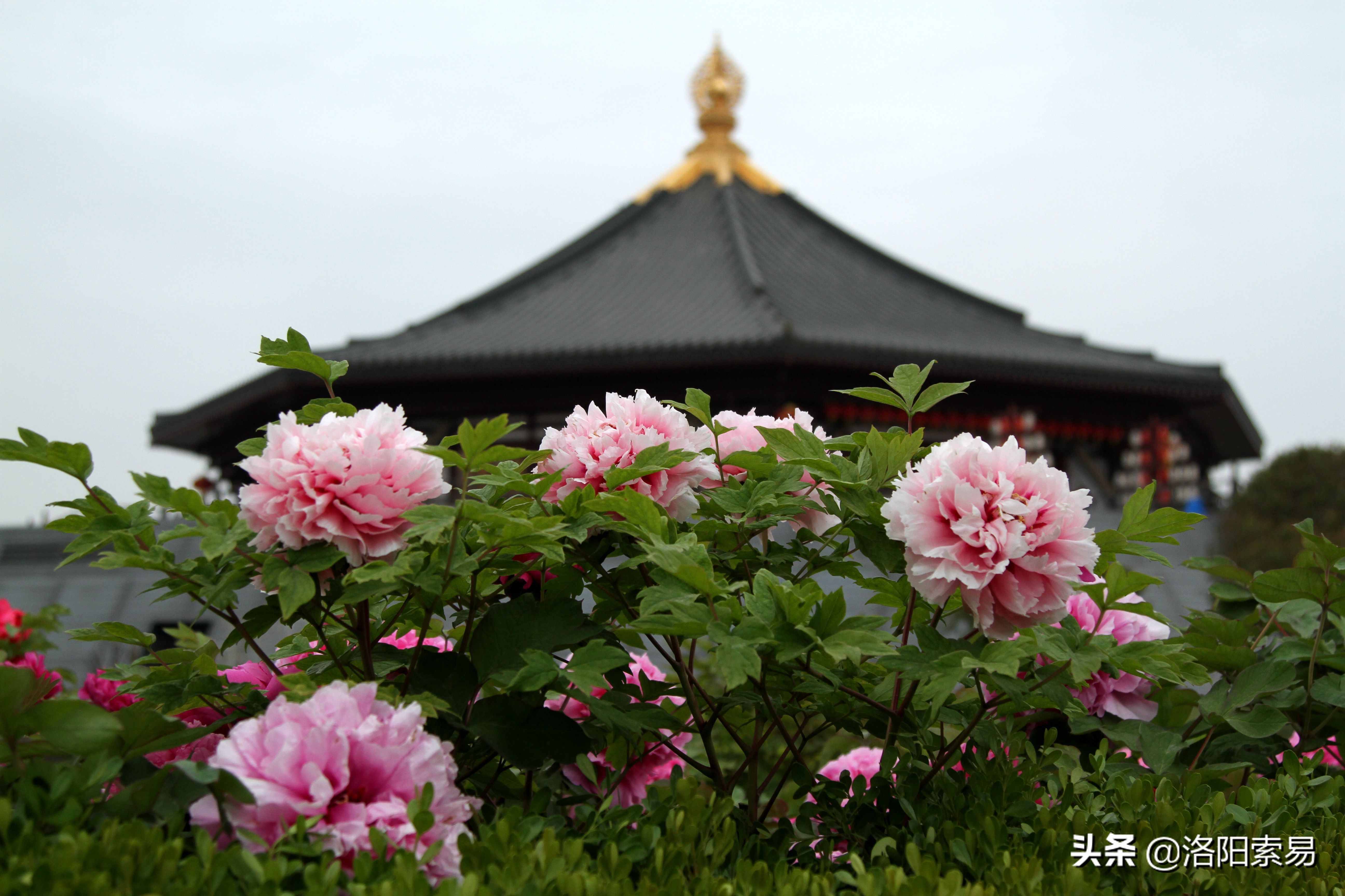 在洛陽(yáng)執(zhí)政的帝王唐中宗李顯